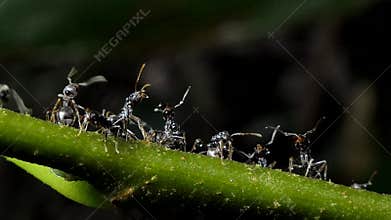 Black ant on branch after rain