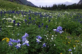 Wildflowers in San Juan Mountains in Colorado