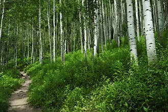 Hiking trail in Colorado Rocky Mountains