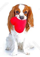 Dog with heart Cavalier king charles spaniel dog photo. Beautiful cute cavalier puppy dog on isolated white studio