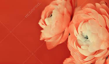Floral borders with ranunculus flowers