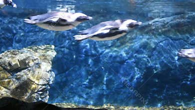 Penguin Swimming underwater