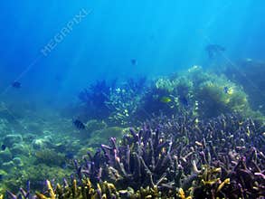 Underwater Reef Scene