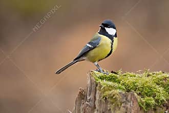 Parus major, Blue tit . Wildlife scenery.