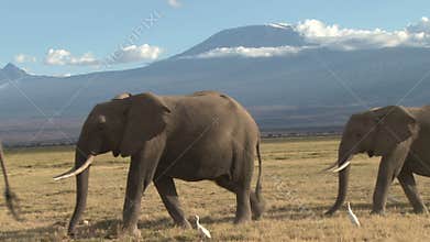 Herd of African elephants
