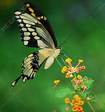 Giant Swallowtail Butterfly