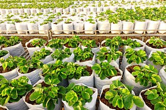 Strawberry tree planting
