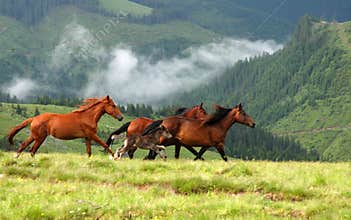Wild horses