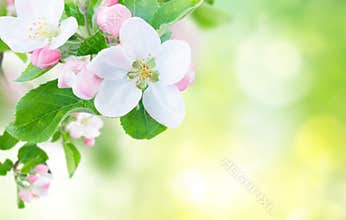 Apple tree blossom