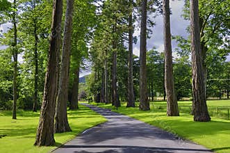 Forest Path