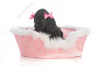 adorable puppy in a dog bed