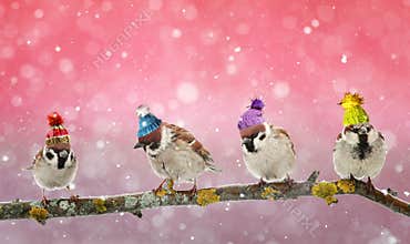 Four funny birds Sparrow sitting on a branch in winter Christmas