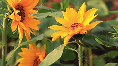 Blossoming flowers, sunflowers, summer sunshine, passionate blossoms,