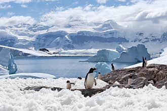 Magical home of penguins