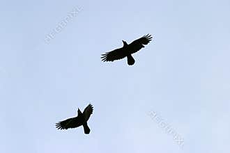Flying birds