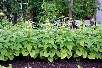 Bean plant