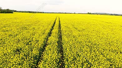 Aerial video clip flying across field of oilseed yellow flowers