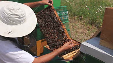 Apiarist, beekeeper is checking bees on honeycomb wooden frame