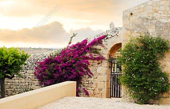 Flowers on home wall