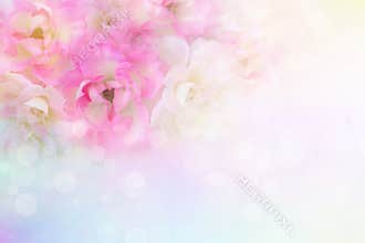 romance pink and white roses flower vintage background for valentine