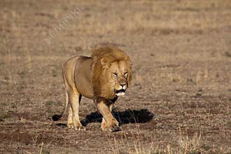 Lion king in the Masai mara
