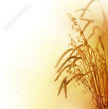 Wheat