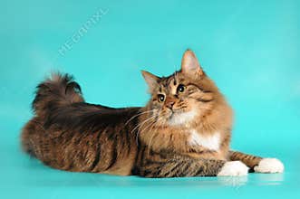 Bobtail cat lying on turquoise background