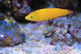 Canary wrasse