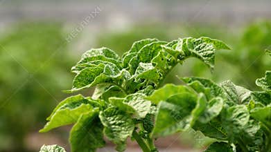 Potato bush in the garden.