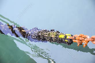 Chain from the sea of the ocean rusty orange and moss green with
