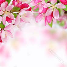 Soft spring apple flowers background