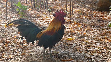 4K. chicken using beak mouth around for searching insect for food