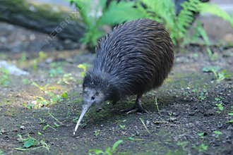 Northern brown kiwi