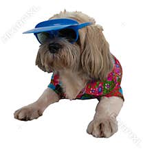 Dog shih tzu with cloth and sunglass