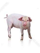 Pig