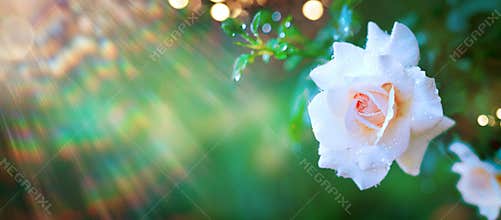 Beautiful Rose flower blooming in summer garden. Roses growing outdoors, nature, blossoming flower art design