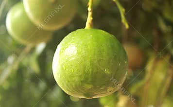 Citron fruits [narthankai in tamil] hanging in the plant.