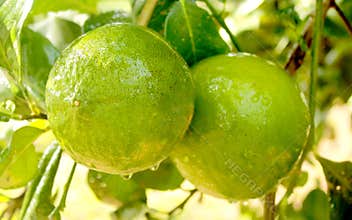 Narthankai [Citron fruits] hanging in the plant.