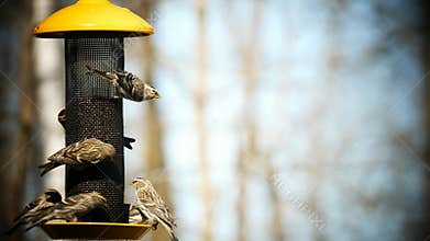 Common Redpoll bird, Acanthis flammea, several birds at feeder