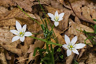 The Star of Bethleham - Ornithogalum umbellatum