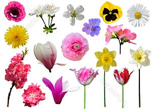 Spring flowers collection