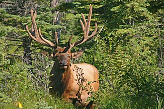 Bull Elk