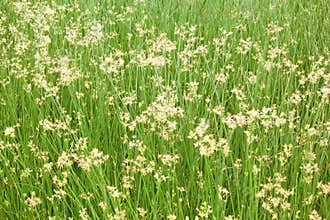 Beautiful cyperus alternifolius field