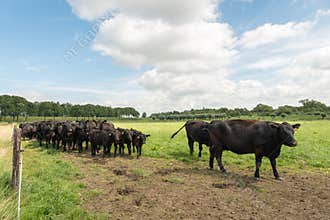 Black Angus cattle in a Dutch meadow.