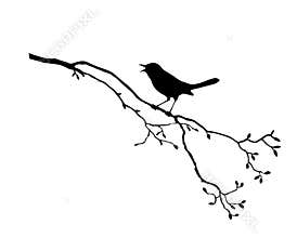 Bird on branch tree