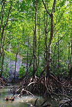 Mangrove forest or ecosystem
