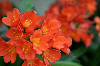 Skagway Orange Flowers