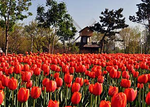 Tulips and windmills