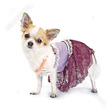 Chihuahua dressed as haute couture