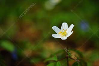 Spring white flowers in the grass Anemone (Isopyrum thalictroides)